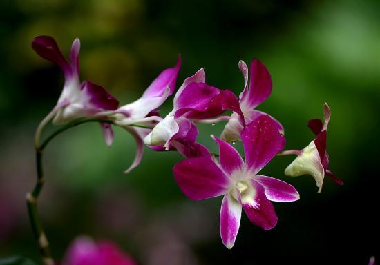 球花石斛的养殖方法,石斛的养殖方法和技巧