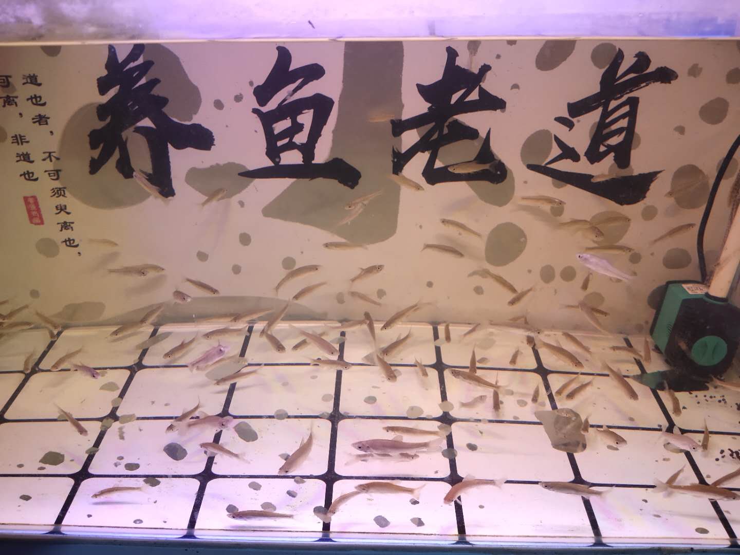 小麦穗鱼为什么老是死,小麦穗鱼能活多久