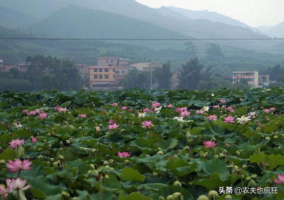 为何说夏至三伏数头伏,夏至三庚入伏是指几天