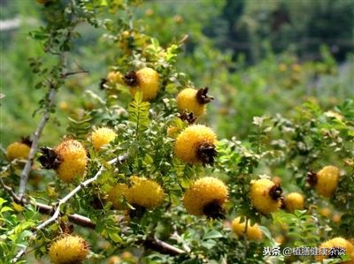 以维生素C含量闻名于世，但这种水果的食用保健价值并不局限于此
