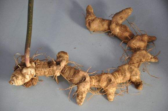 中药材黄精烘干机,中药材黄精