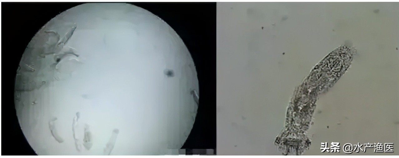 养殖鱼常见体外寄生虫,23种鱼类寄生虫图片库