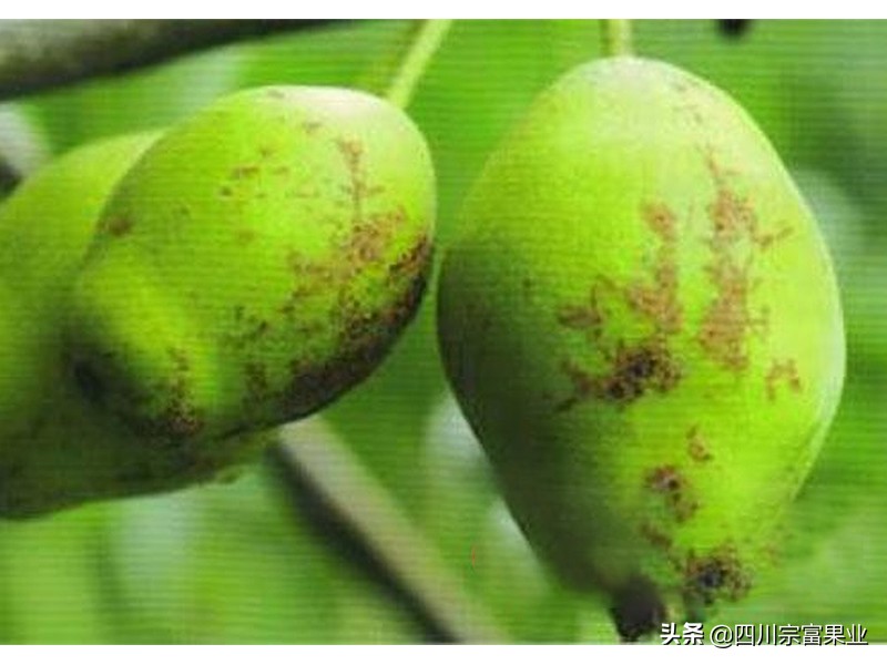 梨子果子长疙瘩打什么药,梨果面上有锈怎样治疗