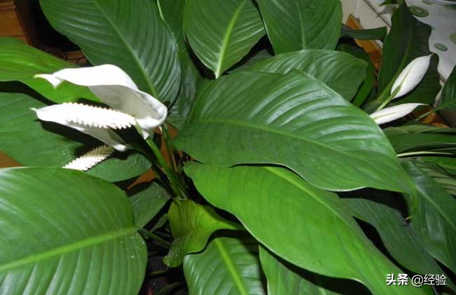 一帆风顺叶子下垂急救,一帆风顺花蔫了叶子下垂发软