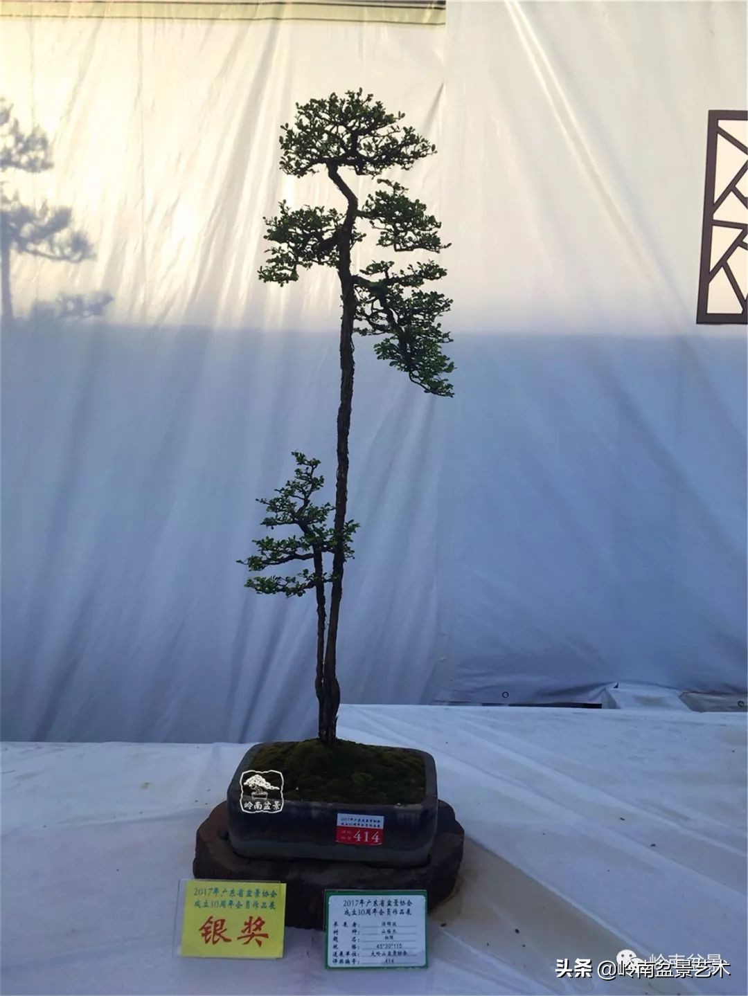 文人杂木盆景精品欣赏,可以做盆景的杂木图片大全