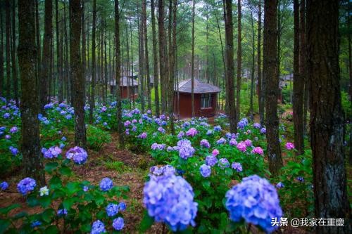 重庆六大区域,重庆市规划的六大中心