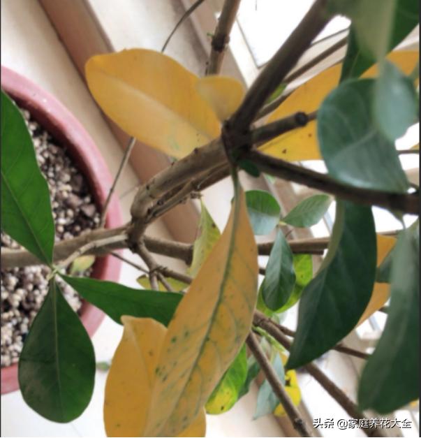 栀子黄叶浇硫酸亚铁多长时间恢复,大叶栀子出现落叶黄叶是怎么回事