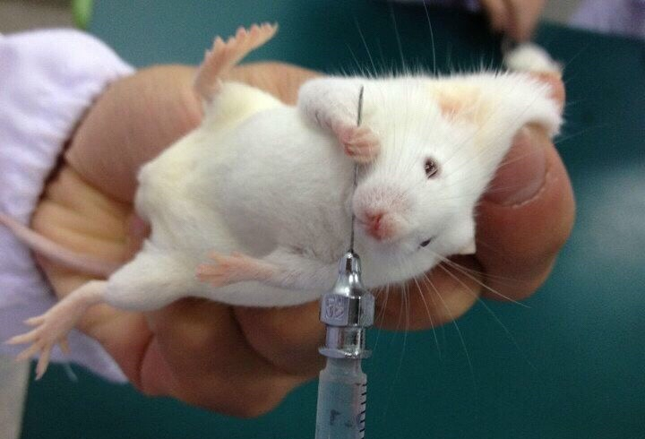 a型肉毒素对怀孕危害大不大,打完肉毒怀孕了