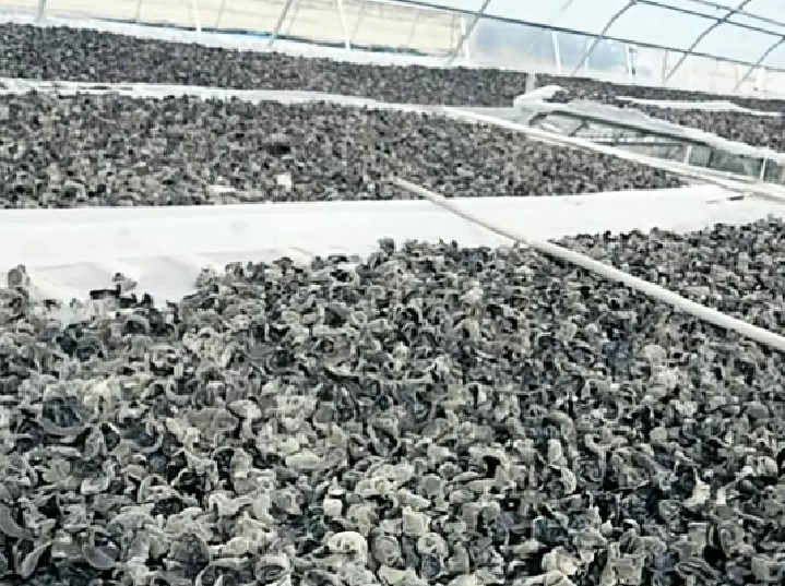 【原创】黑木耳代料栽培技术