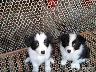 高颜值肌肉奶狗,什么样的小奶狗最可爱