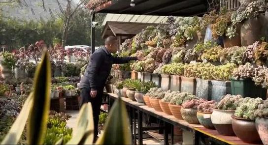 农村小伙养巴哥犬一年赚10万,小伙开宠物乐园年赚1800万