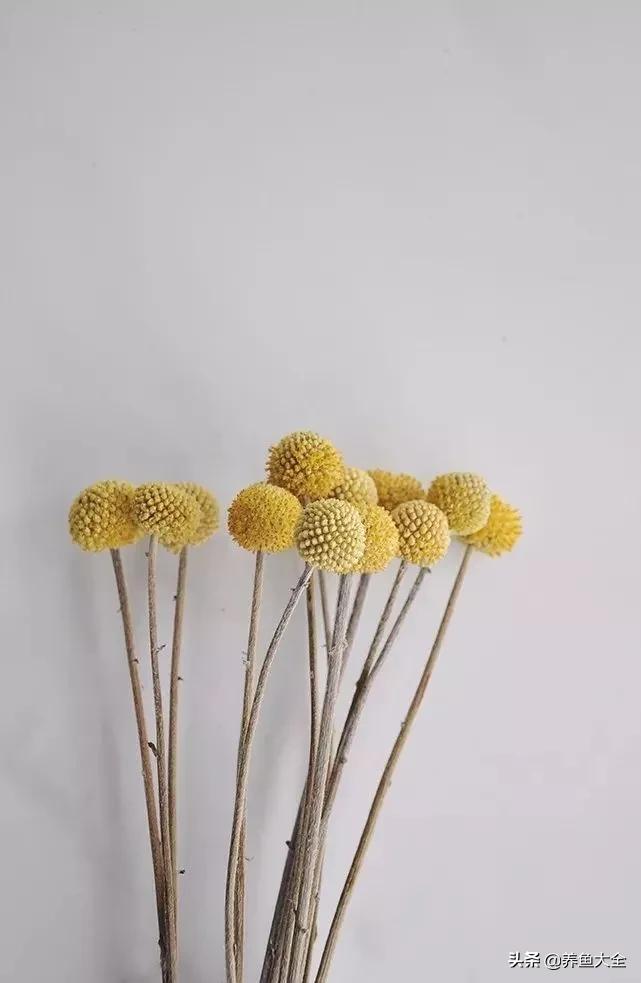8种能做干花的鲜花，男朋友送的花就这么做