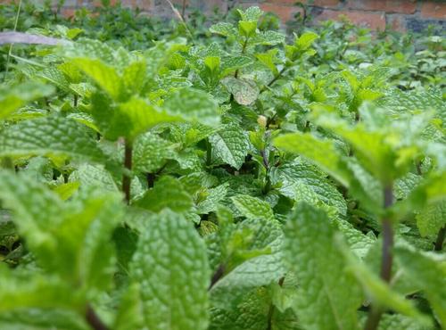 薄荷种植开沟深度要求标准,种植薄荷需要大棚吗