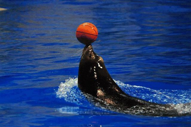 西安白鹿仓欢乐世界,西安曲江极地海洋馆旅游攻略