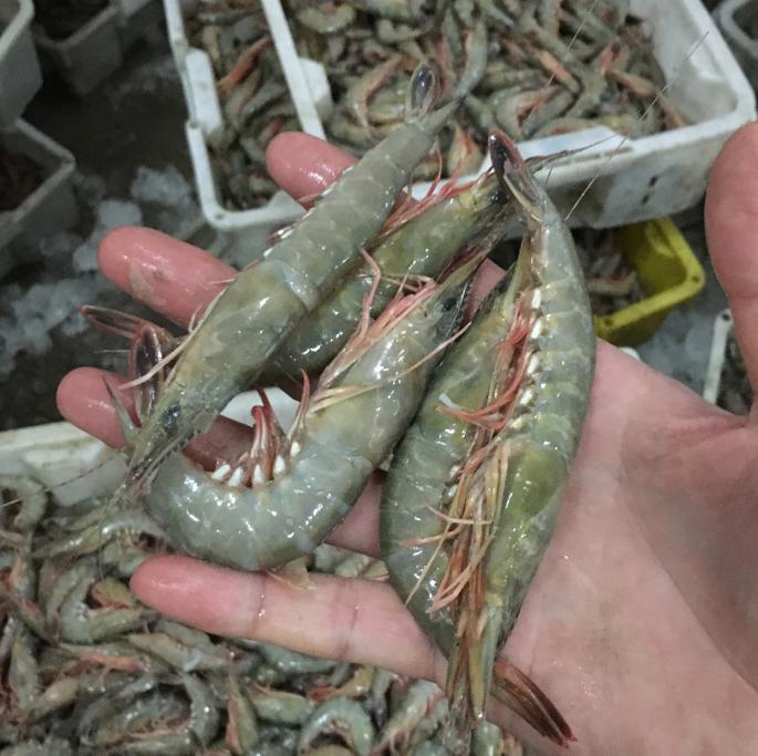 活虾冷冻保存最好的方法,活虾冷冻保存最简单方法