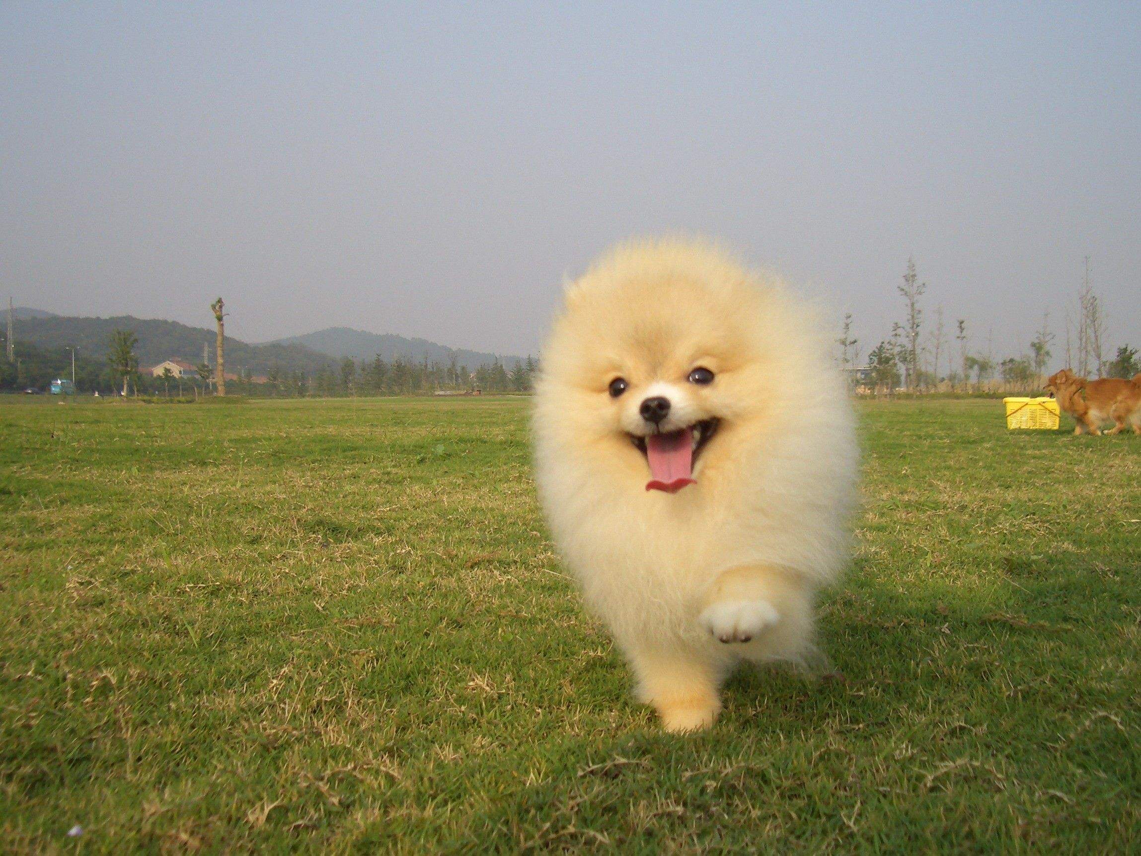 网上购买的狗狗真的能收到吗,网上购买狗狗靠不靠谱