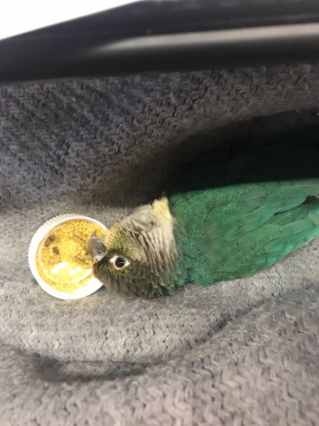 新手适合养什么中大型鹦鹉,春天来了鹦鹉