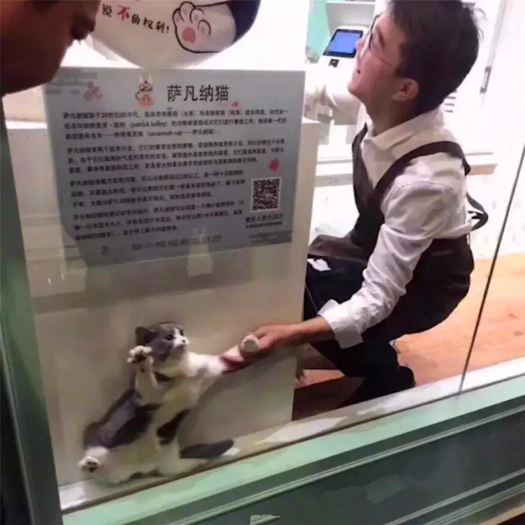 猫咪为躲吸猫人群藏在角落,店员将其拖出后,猫脸上满是不情愿!