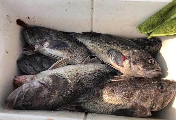 这4种海鱼没腥味,海鱼的种类与钓法