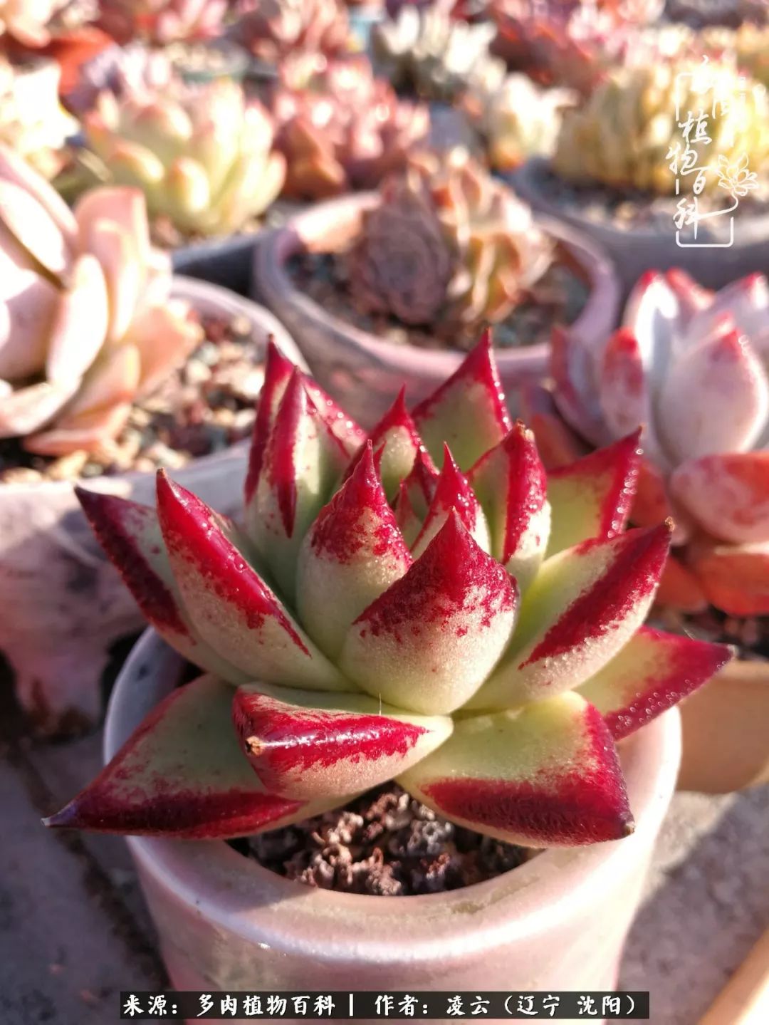 秋闲赏多肉，话育儿，亲生的自家娃，总有一刻让你怦然心动