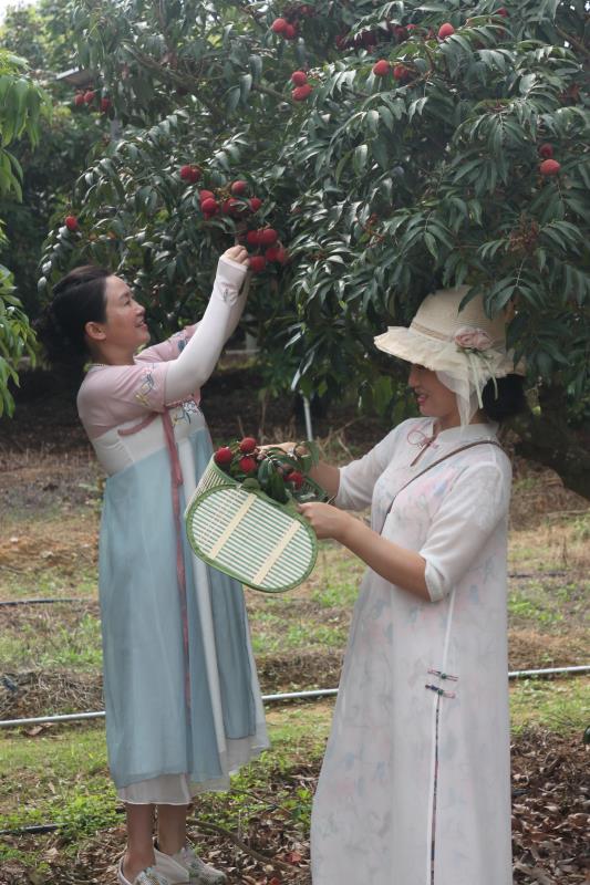 中国荔枝看茂名，茂名荔枝看高州