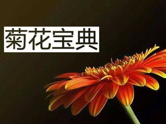 都闪开！这才是最牛逼的菊花宝典