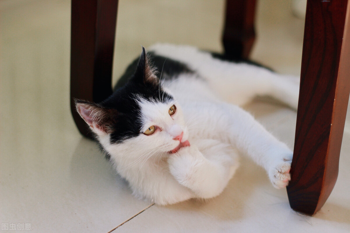 猫咪突然换主人会怎么样,猫咪换主人会想念以前的主人吗