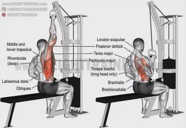 胸肩背臂腿腹训练动作,腰臀肌肉训练方法