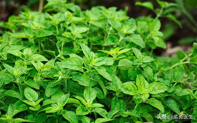 这11种天然抗生素,解毒杀菌有一手,常吃少生病,你知道多少?