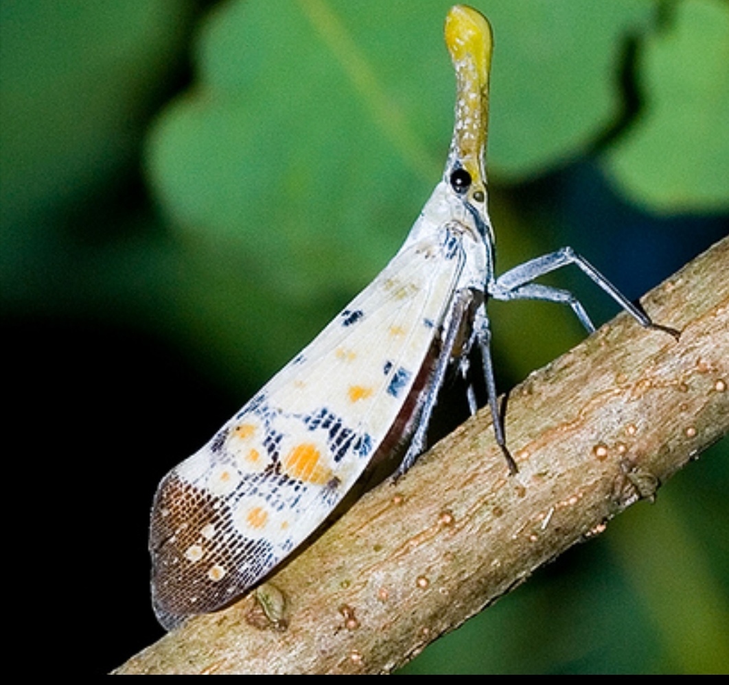 白蜡树是什么树图解,白蜡树和女贞子区别