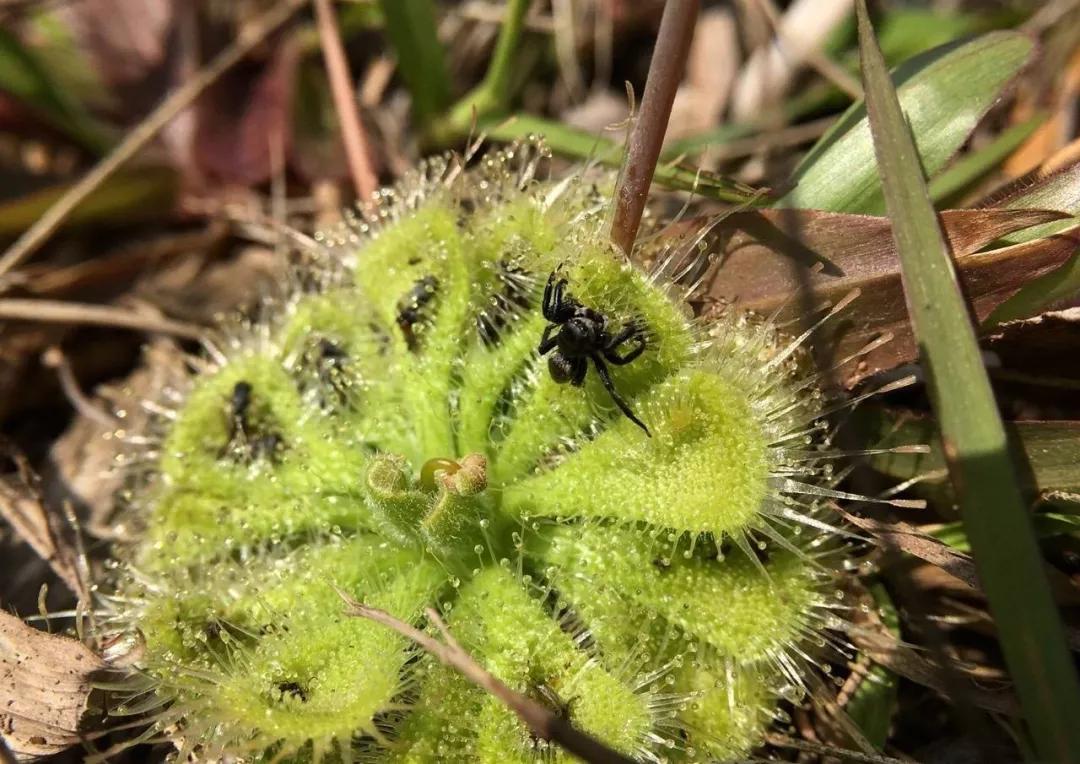 养哪一种吃虫子的花最合适,这4种花真省心养在家里不招虫