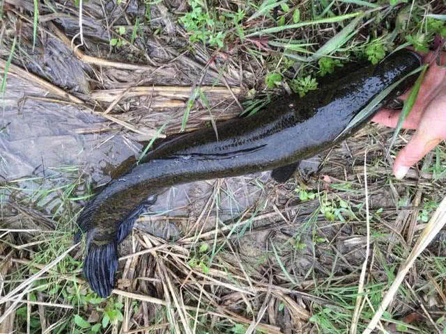 钓黑鱼妙招,钓黑鱼最好的办法视频