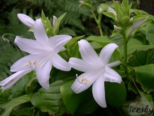 24个节气24朵花,你觉得24节气里面哪个节气最美