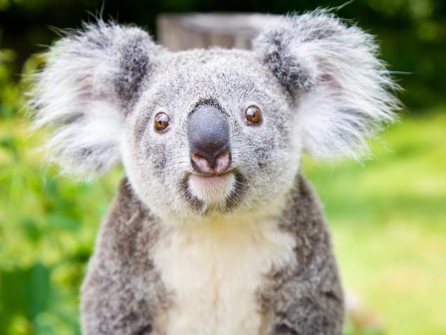 广州长隆1大1小亲子票大马戏,广州长隆珠海亲子游旅游攻略