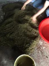 加州鲈苗期的病害,加州鲈鱼病害防治法