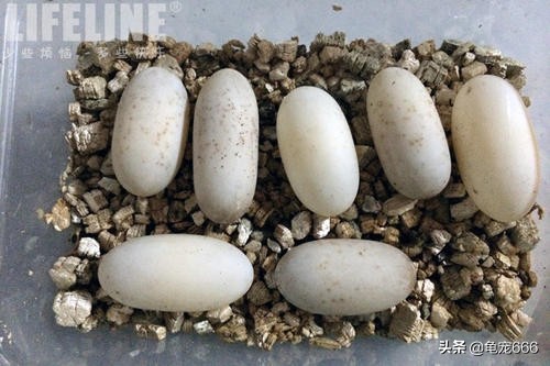 新手养乌龟怎么选健康的龟,如何挑到健康的龟