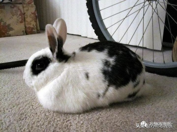 兔兔要死之前的征兆,兔兔突然死亡的原因