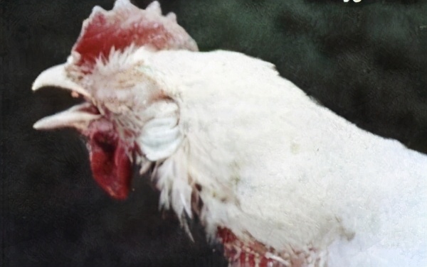 养鸡户的鸡细菌感染怎么办,鸡支气管炎最佳防治方法