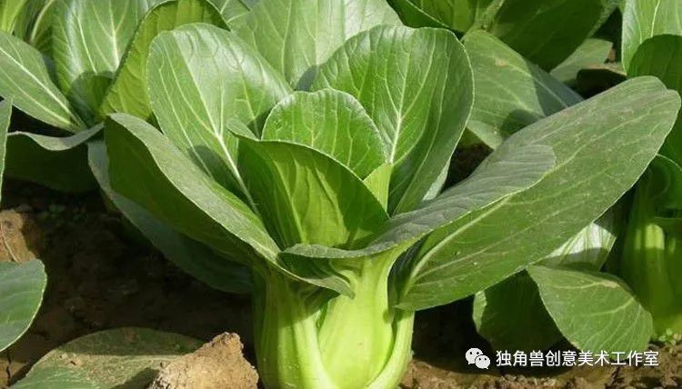 绿油油青菜绘画,蔬菜的绘画教程