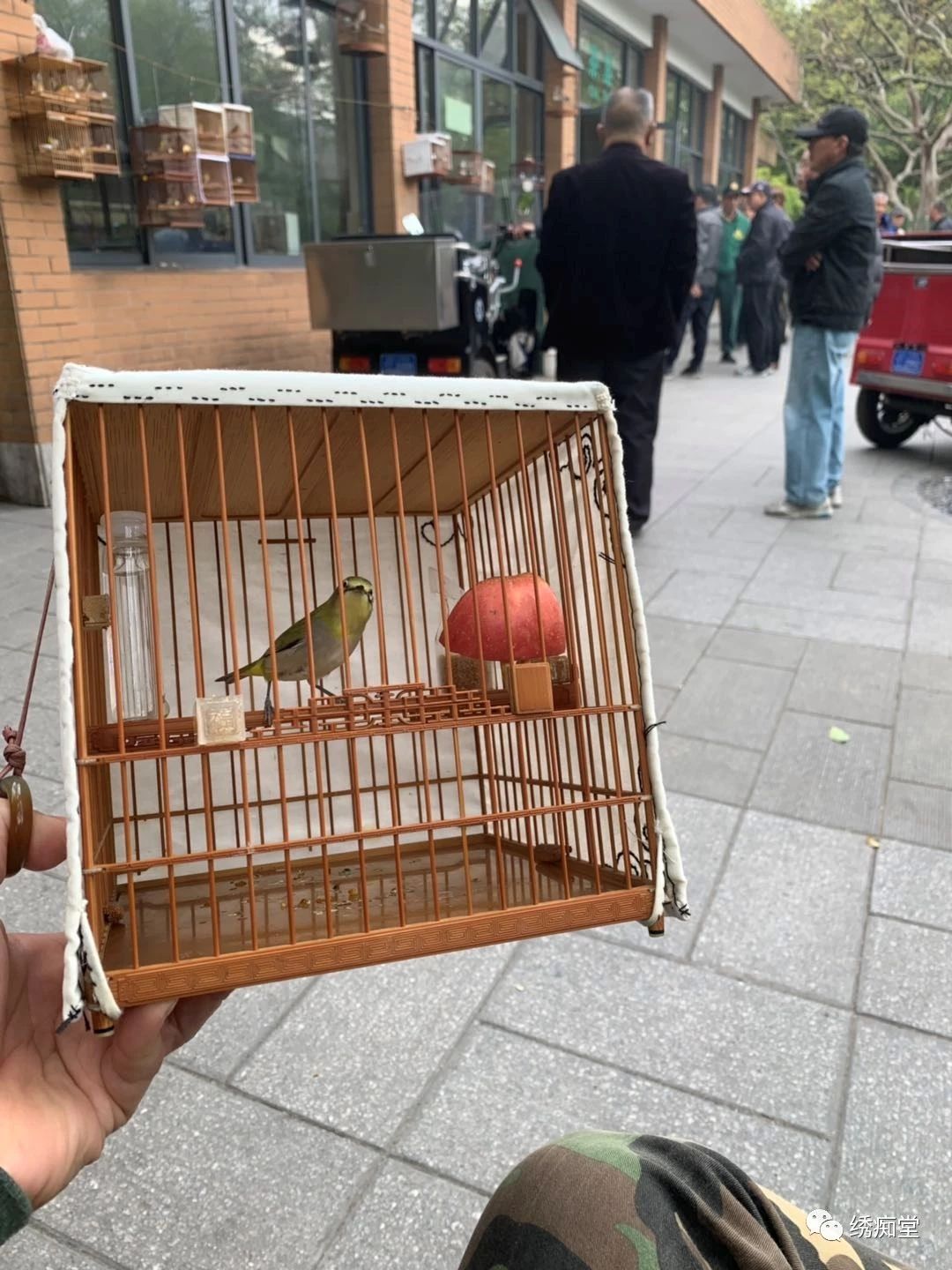 和鸟交谈,怎样和鸟交流沟通