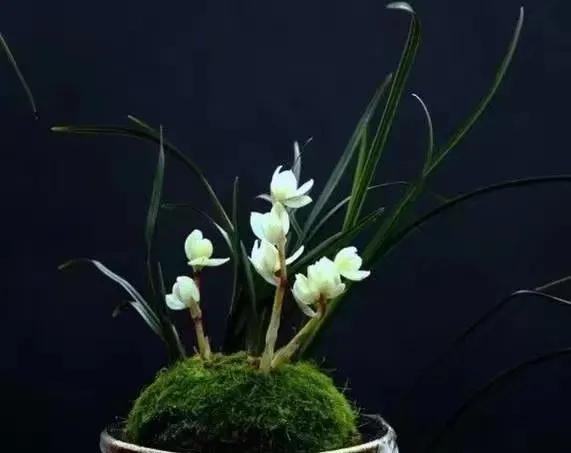 世界上最华丽最高贵的花,世界上最高贵最漂亮的60朵花