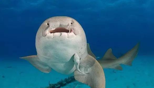 观赏淡水小鲨鱼种类及图片,海洋馆鲨鱼的种类名字