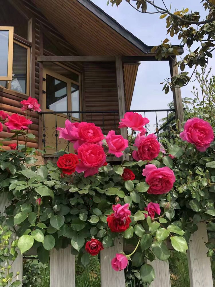 临沭冠山银杏树,临沭冠山道教