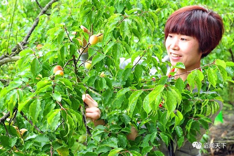 「不可辜负」诏安：青梅花开不负韶华，红星乡赏梅周邀您共享“梅”好生活