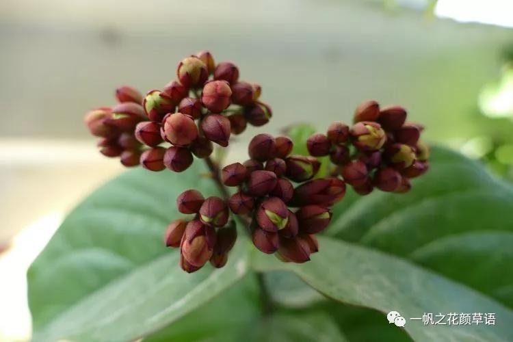 美丽赪桐（Clerodendrumspeciosissimum）