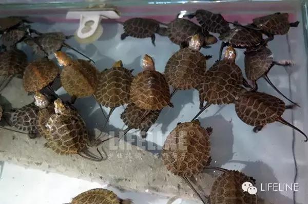 日本石龟饲养视频,石钱龟龟苗