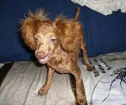 没有对比就没有伤害妆前妆后,泰迪的美容前后对比