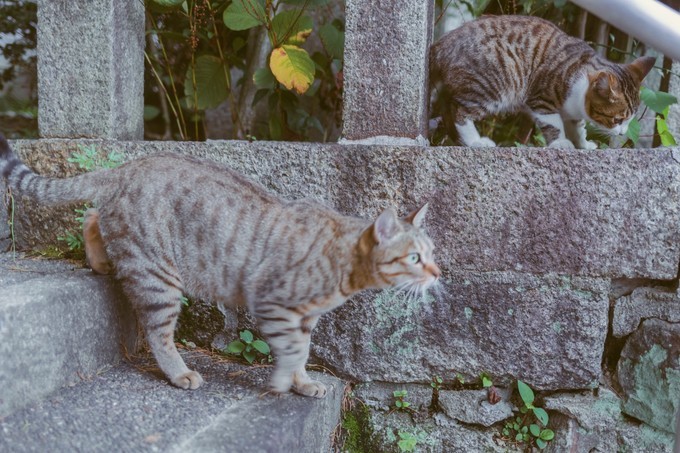 伏见稻荷大社怎么去清水寺,伏见稻荷大社到清水寺远吗