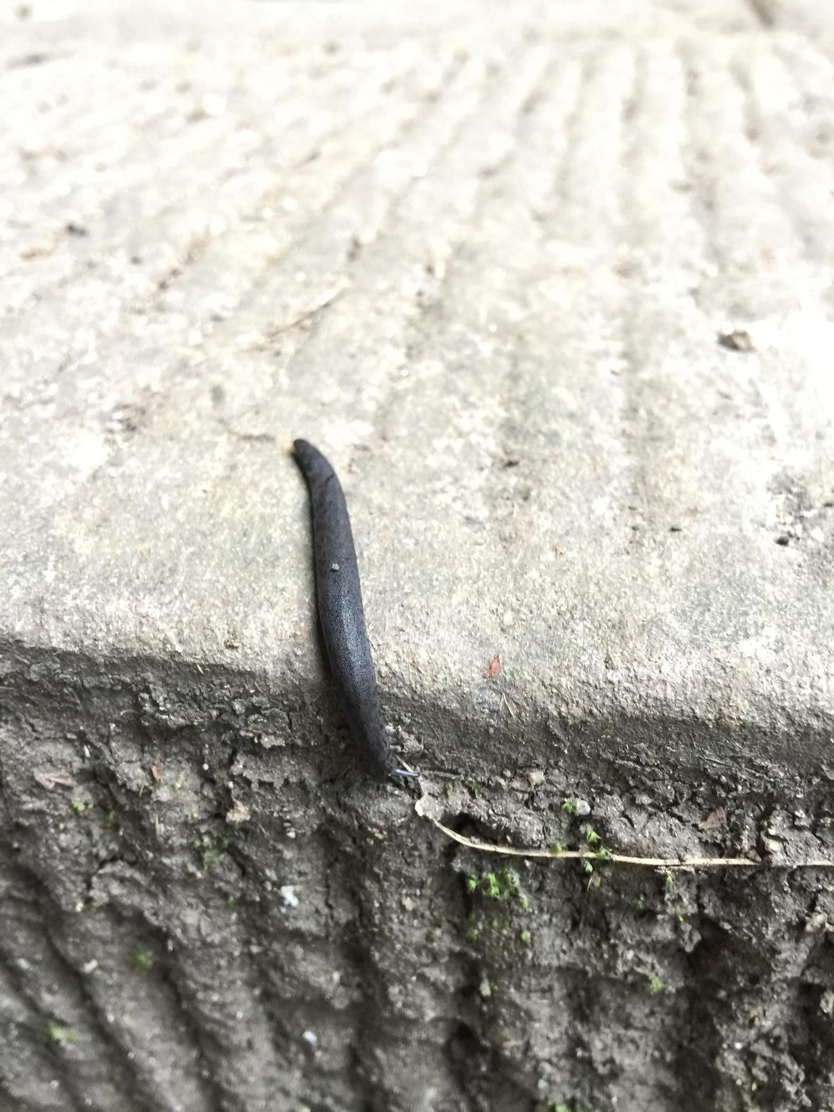 峨眉山登顶佛像,峨眉山登顶记完整版