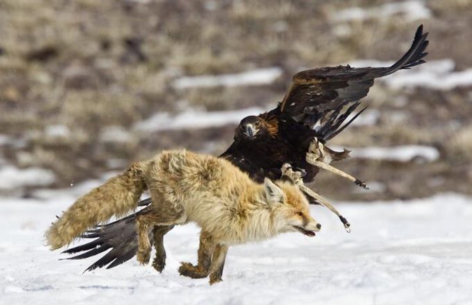 老鹰最大能飞多少米,老鹰最大可以抓多重的